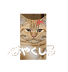 ぼく、むぎ。2（個別スタンプ：18）