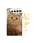 ぼく、むぎ。2（個別スタンプ：21）