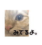 ぼく、むぎ。2（個別スタンプ：22）