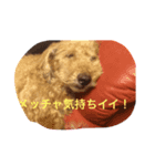 トイプードルのリク君（個別スタンプ：3）
