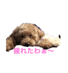 トイプードルのリク君（個別スタンプ：4）