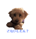 トイプードルのリク君（個別スタンプ：5）