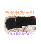 ビビのすたんぷ。（個別スタンプ：19）