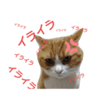 チャミ日和 その5（個別スタンプ：2）