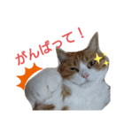 チャミ日和 その5（個別スタンプ：4）