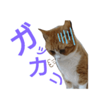チャミ日和 その5（個別スタンプ：8）