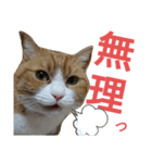 チャミ日和 その5（個別スタンプ：13）