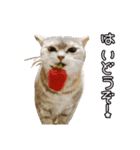 ゆうたろうのやつ4（個別スタンプ：11）