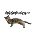 ゆうたろうのやつ4（個別スタンプ：13）