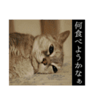 ゆうたろうのやつ4（個別スタンプ：22）