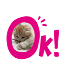 もぉこマロ（個別スタンプ：4）