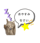 ロシアンブルーと友達ねこ（個別スタンプ：3）