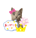 ロシアンブルーと友達ねこ（個別スタンプ：5）