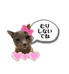 ロシアンブルーと友達ねこ（個別スタンプ：7）