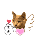 ロシアンブルーと友達ねこ（個別スタンプ：9）