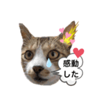 ロシアンブルーと友達ねこ（個別スタンプ：10）