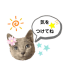 ロシアンブルーと友達ねこ（個別スタンプ：11）