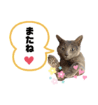 ロシアンブルーと友達ねこ（個別スタンプ：12）