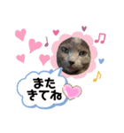 ロシアンブルーと友達ねこ（個別スタンプ：13）