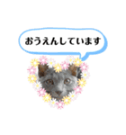 ロシアンブルーと友達ねこ（個別スタンプ：14）