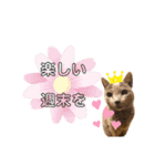ロシアンブルーと友達ねこ（個別スタンプ：15）