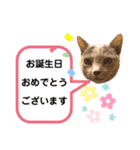 ロシアンブルーと友達ねこ（個別スタンプ：17）