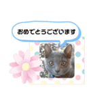ロシアンブルーと友達ねこ（個別スタンプ：19）