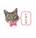 ロシアンブルーと友達ねこ（個別スタンプ：23）