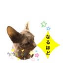 ロシアンブルーと友達ねこ（個別スタンプ：24）