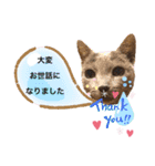 ロシアンブルーと友達ねこ（個別スタンプ：26）