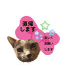 ロシアンブルーと友達ねこ（個別スタンプ：27）