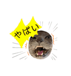 ロシアンブルーと友達ねこ（個別スタンプ：29）
