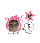 ロシアンブルーと友達ねこ（個別スタンプ：31）