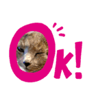 ロシアンブルーと友達ねこ（個別スタンプ：36）