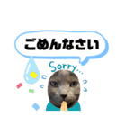 ロシアンブルーと友達ねこ（個別スタンプ：40）