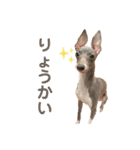 パオラ＆オルタ（個別スタンプ：1）