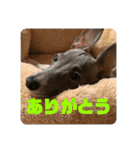 パオラ＆オルタ（個別スタンプ：5）