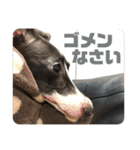 パオラ＆オルタ（個別スタンプ：6）