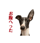 パオラ＆オルタ（個別スタンプ：15）