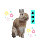 うさぎのとっとᕱ⑅ᕱ♥（個別スタンプ：1）