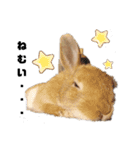 うさぎのとっとᕱ⑅ᕱ♥（個別スタンプ：4）