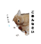うさぎのとっとᕱ⑅ᕱ♥（個別スタンプ：5）