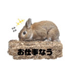 うさぎのとっとᕱ⑅ᕱ♥（個別スタンプ：12）