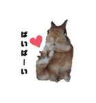 うさぎのとっとᕱ⑅ᕱ♥（個別スタンプ：13）