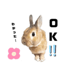 うさぎのとっとᕱ⑅ᕱ♥（個別スタンプ：14）