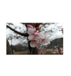 花はな華の写真 川津桜サクラ春の季節（個別スタンプ：1）