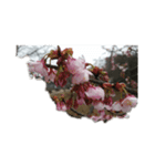 花はな華の写真 川津桜サクラ春の季節（個別スタンプ：2）