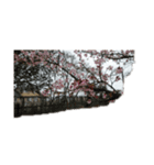 花はな華の写真 川津桜サクラ春の季節（個別スタンプ：4）
