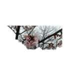 花はな華の写真 川津桜サクラ春の季節（個別スタンプ：5）