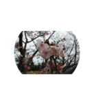 花はな華の写真 川津桜サクラ春の季節（個別スタンプ：6）